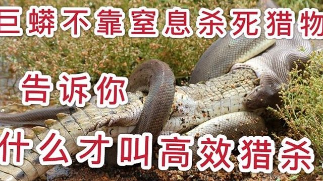 巨蟒绞杀致死的原理比你想象的还可怕···