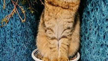 猫咪盆栽…