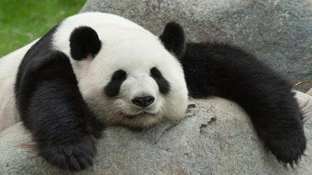 【经典战役Top250】（下）叨叨肉竞技场巅峰单排~你们太幸运了，主播百年难遇的虚空胜场让你们看见了