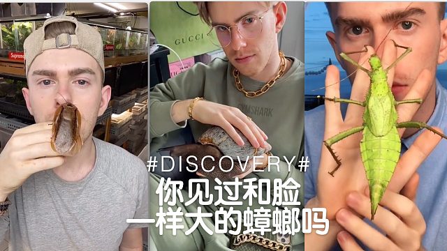 你见过和脸一样大的蟑螂吗？