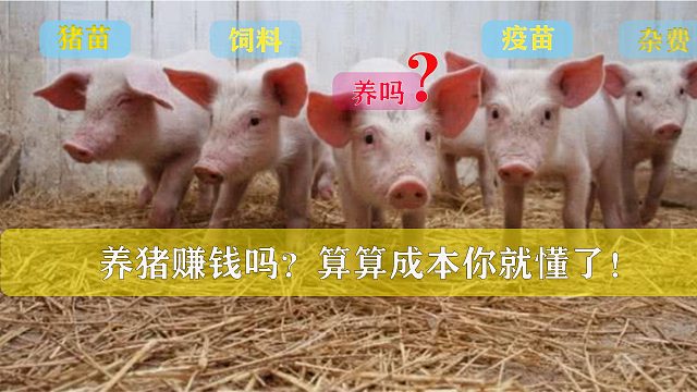 今年养猪能赚多少钱，核算一下成本，适合养不养，结局会让人意外！