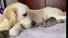 金毛与小兔子朋友