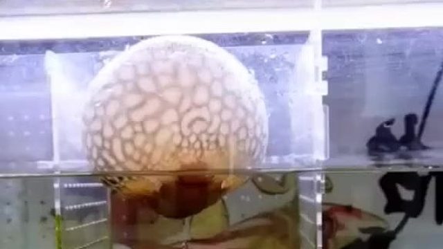 河豚生气时的充气过程