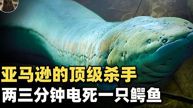 电鳗为什么如此豪横？亚马逊河顶级杀手，鳄鱼都选择同归于尽