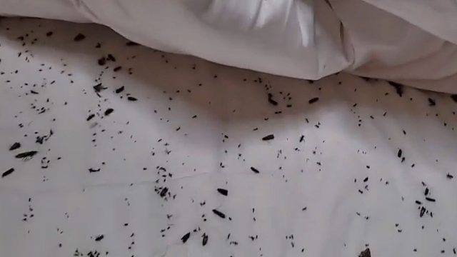 万虫摊于床？密密麻麻恐怖至极 #星秀爆料站#