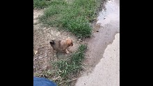 小奶狗