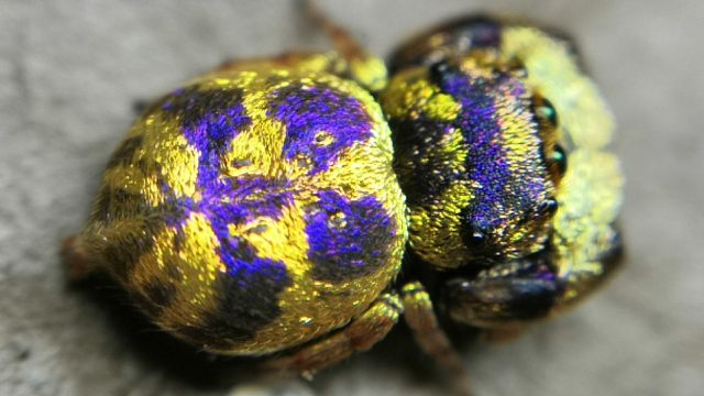 国产神仙跳蛛，你见过吗？