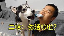 對狗狗護(hù)食的二哈會對主人護(hù)食嗎？二哈：你在生死的邊緣瘋狂試探