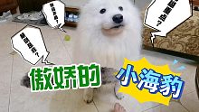螃蟹殼都被這只海豹嚼碎了，一個腿都不留給我！