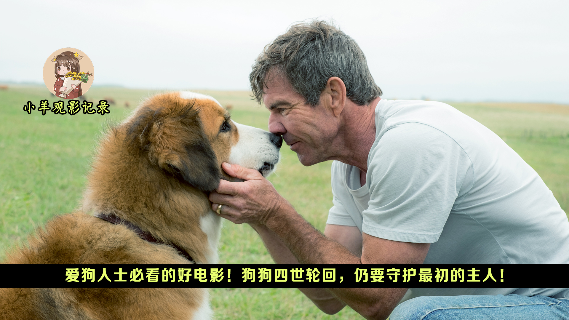 爱狗人士必看的好电影！狗狗四世轮回，仍要守护最初的主人！