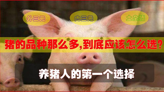 养猪到底养什么品种好，这三种容易赚钱，分析优劣势，避免入坑！