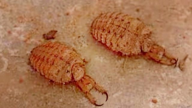 给饿了一个月的它喂食，好家伙，太猛了