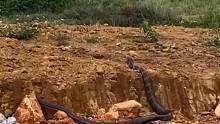 眼鏡蛇王蛇