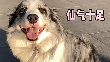 挑戰(zhàn)全網(wǎng)最粘人的邊牧
