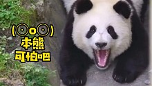 能听懂人话的国宝大熊猫又来了！