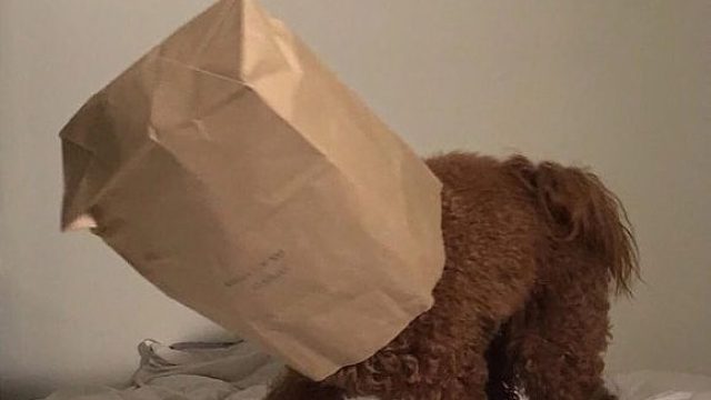 21.8.5小池66队vs小池1队