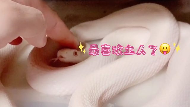 比狗狗还乖的小白蛇，爱了爱了～