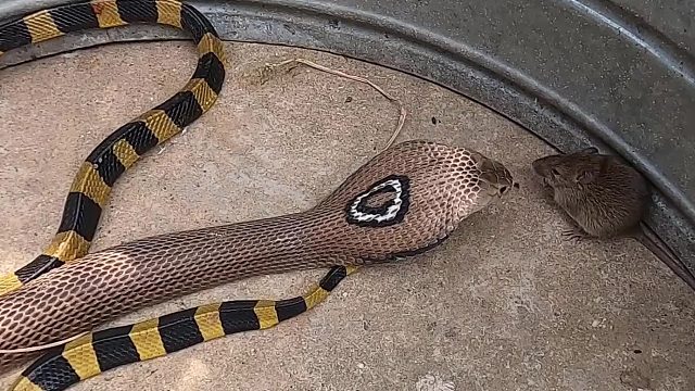 耗子不小心跑进蛇窝，面对眼镜蛇和金环蛇，会有什么可怕的结果