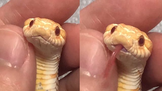 床上抓到可爱小蛇，吐出舌头的瞬间我慌了