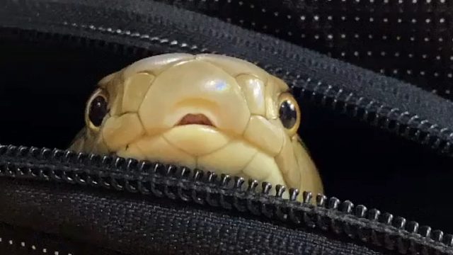 眼镜王蛇手感如何？