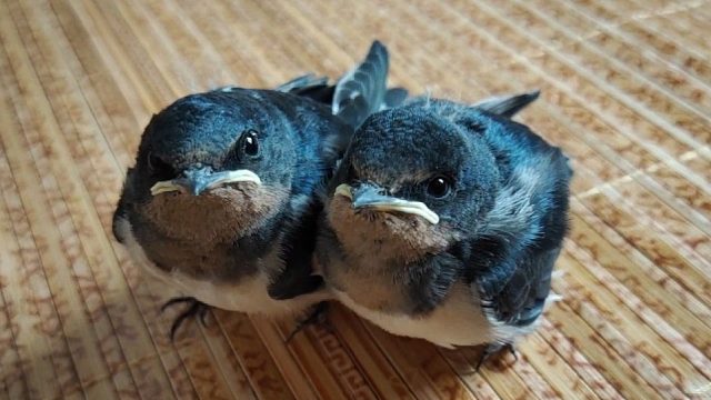 救的两只小肥燕长大了，非常乖，像宠物狗一样听话，特别亲人