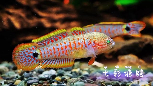 愤怒小鱼七彩塘鳢