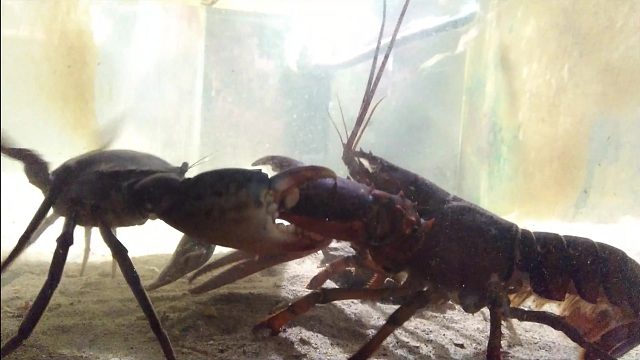 【全程高能】锯缘青蟳VS美洲螯龙虾 最强青蟹VS最强螯虾