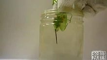 把螳螂放入盐水能逼出恐怖的铁线虫吗？