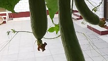 小院