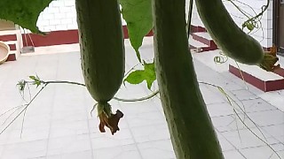 小院