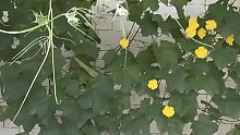 絲瓜