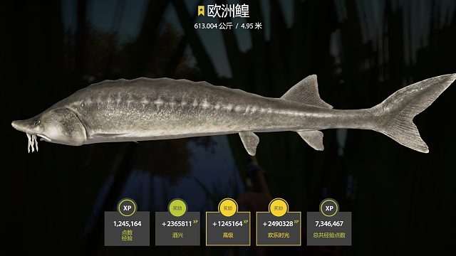 俄钓生涯第3条星鳇613公斤