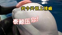 “六六”的“泰鯨壓你”！受得住嗎？