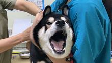 柴犬慘叫變二哈，你不要過來啊！