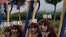 阿巴