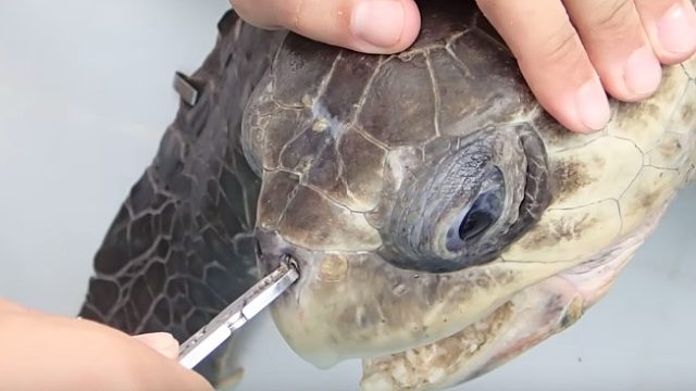 帮助海龟拔除鼻中的异物