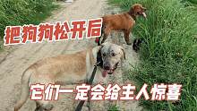 農(nóng)村田野里遛狗，千萬不要松開拉布拉多牽引繩，不然主人會崩潰的