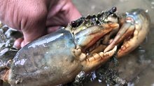 开海下地笼收获了青蟹十几只，一大盆兰花蟹，还有各种鱼货