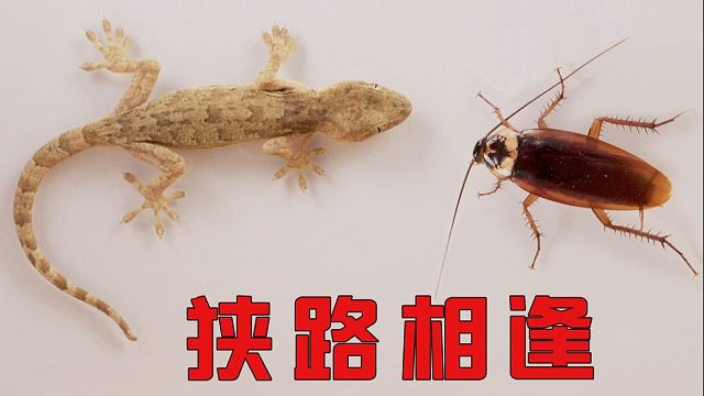 把壁虎和蟑螂放进一个密封箱里，结果……