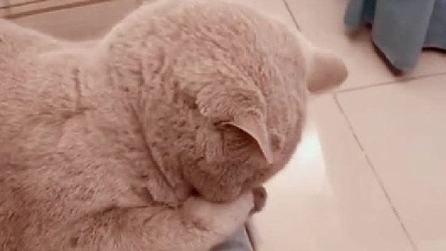 完了，完了，两败俱伤！