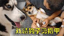 狗狗剪指甲超戲精，嗷的一嗓子把二哈嚇一跳，讓人哭笑不得