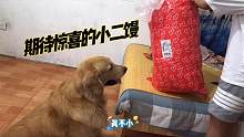 主人買了大物件，金毛以為是狗窩高興的不要不要的，結局打臉