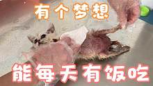 被虐癱瘓的貓第一次吃罐頭，狼吞虎咽卻又不停向我示好，讓人心酸