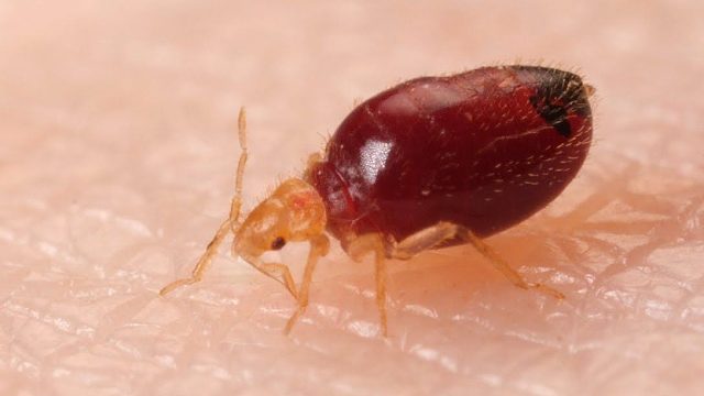 高能重口~胆小勿进！床虱吸血膨胀的全过程，天啊要爆了！