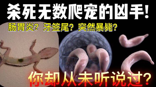 杀死各种爬宠的真凶，名字你都没听过！你以为是爬宠病症？其实是…