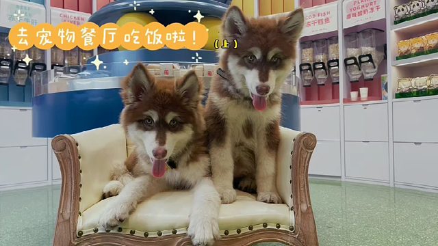 歌手叶莺家的基丫和凯莉日常，宠物餐厅初体验（上）（上）