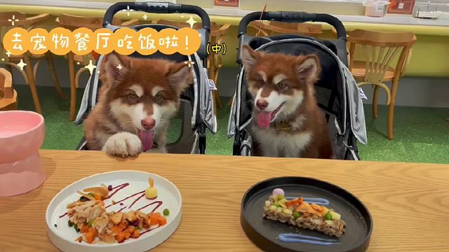 歌手叶莺家的基丫和凯莉日常，宠物餐厅初体验（中）