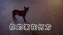 大半夜撿了一只狗，還是只法國斗牛犬？結(jié)局很遺憾，但我真的盡力了……