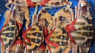 潮汕特大红花蟹7.3斤，550一斤