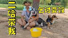 二哈靠拆家把主人搞破產(chǎn)，害得主人陪它沿街乞討，千萬憋住別笑